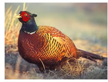 common pheasant