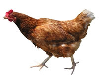 french hen