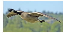 goose