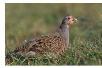 partridge