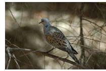turtle dove