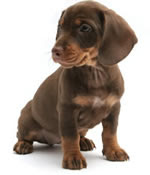 adopt a puppy